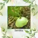 10 Semillas Orgánicas De Auyama Francesa Marfil