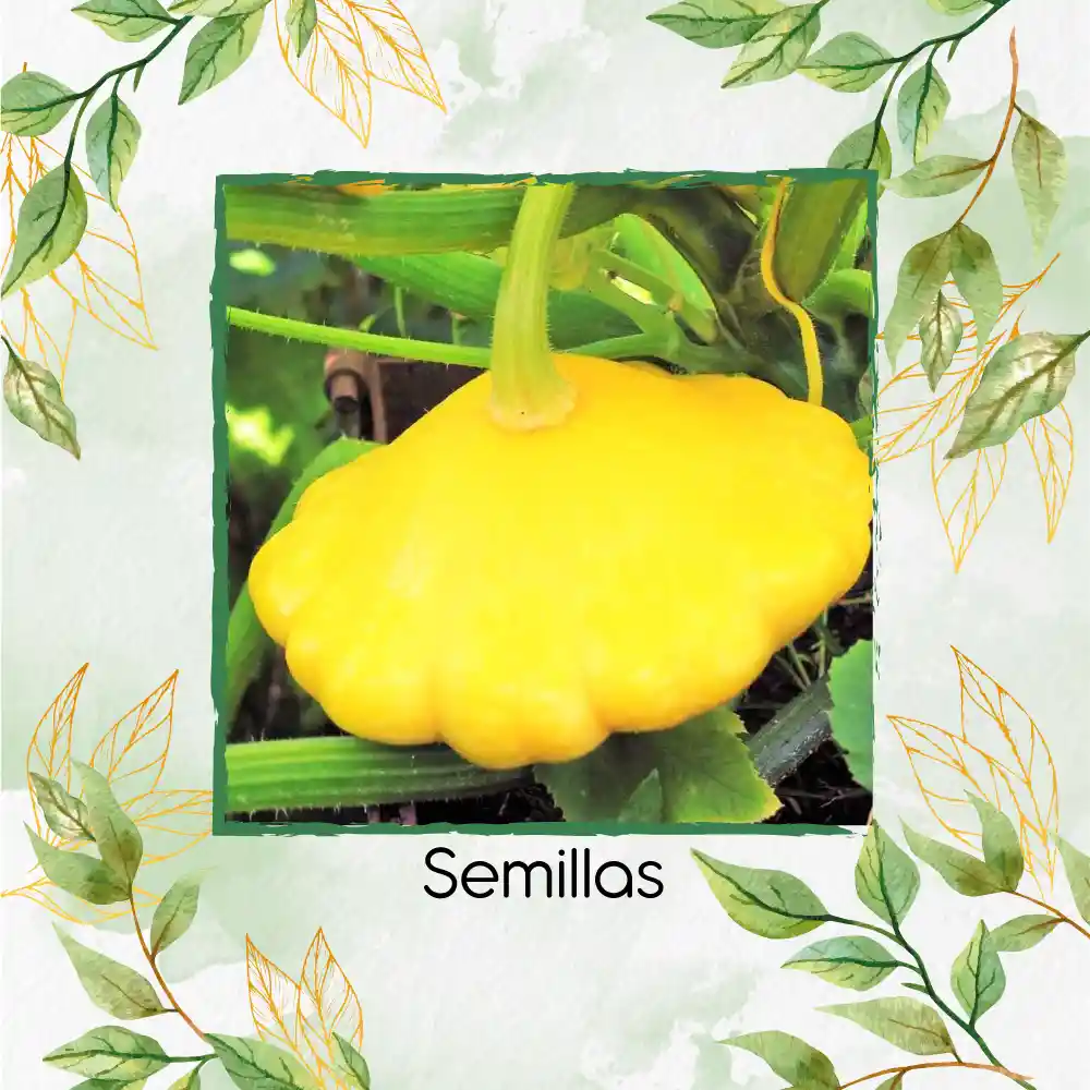 10 Semillas Orgánicas De Auyama Francesa Marfil