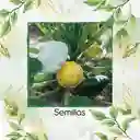 10 Semillas Orgánicas De Auyama Francesa Marfil