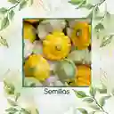 10 Semillas Orgánicas De Auyama Francesa Marfil