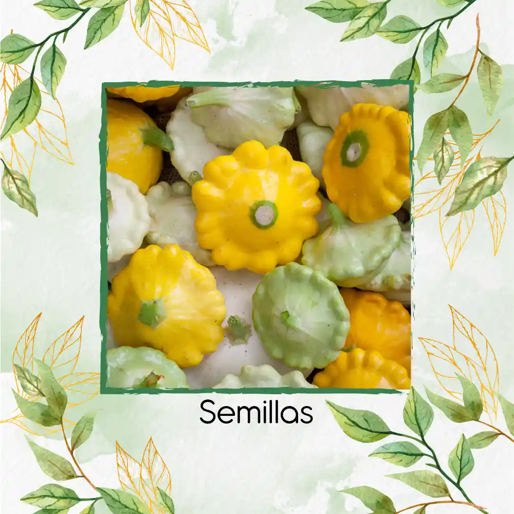 10 Semillas Orgánicas De Auyama Francesa Marfil