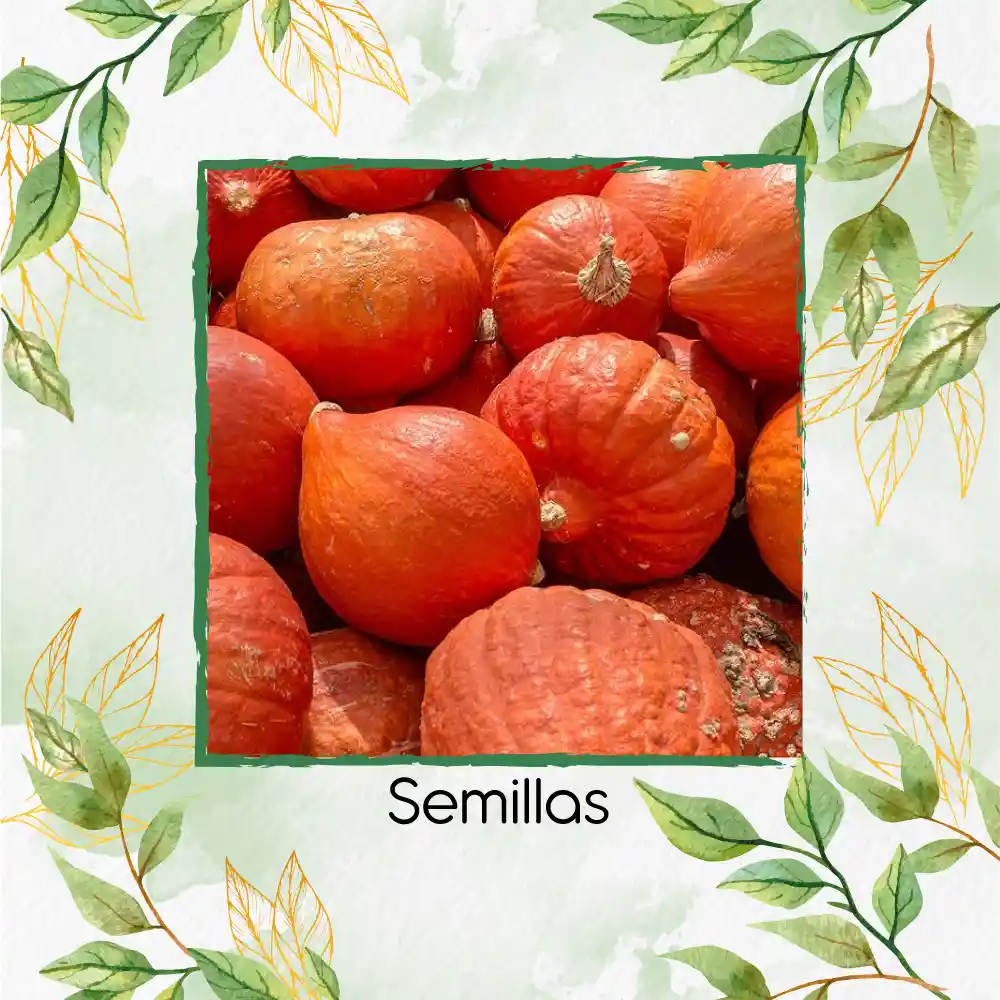 5 Semillas Orgánicas De Auyama Japonesa Baby Roja