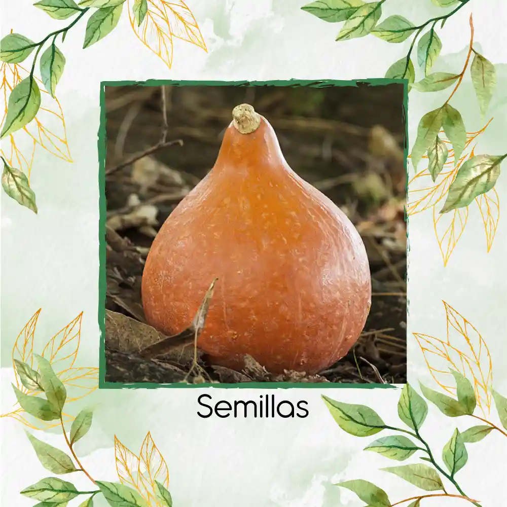 20 Semillas Orgánicas De Auyama Japonesa Baby Roja