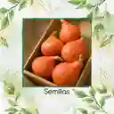 20 Semillas Orgánicas De Auyama Japonesa Baby Roja