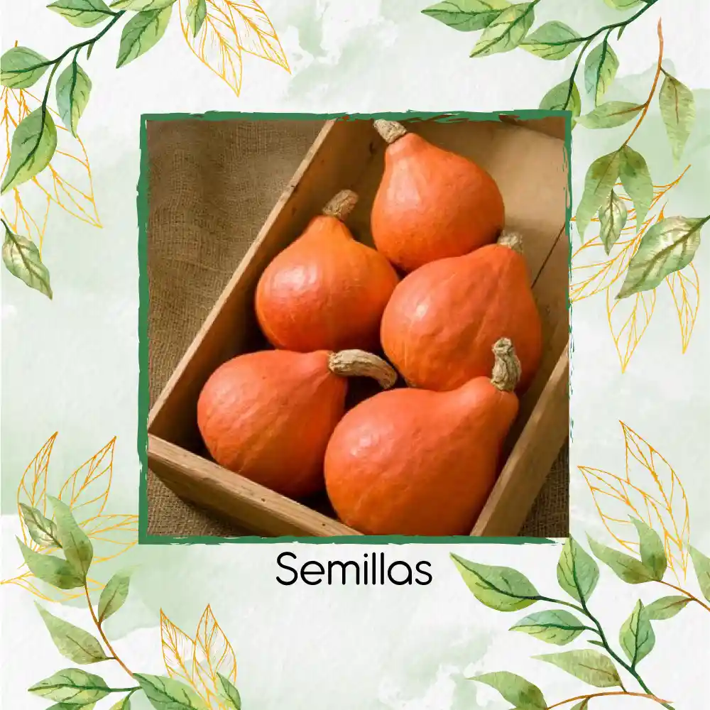 200 Semillas Orgánicas De Auyama Japonesa Baby Roja