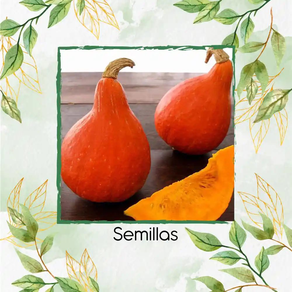 400 Semillas Orgánicas De Auyama Japonesa Baby Roja