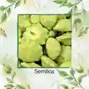 10 Semillas Orgánicas De Auyama Scallopini Blanca