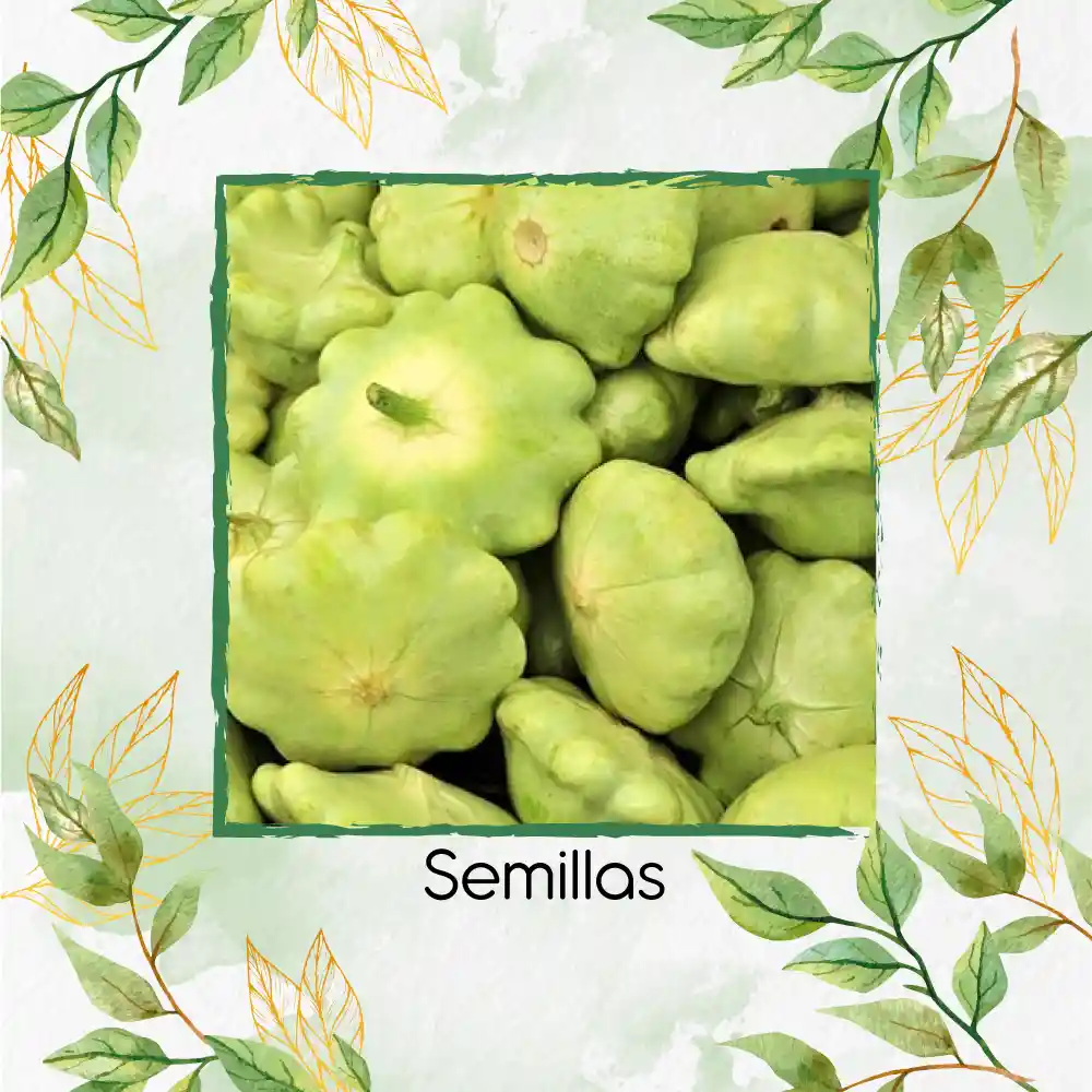 10 Semillas Orgánicas De Auyama Scallopini Blanca