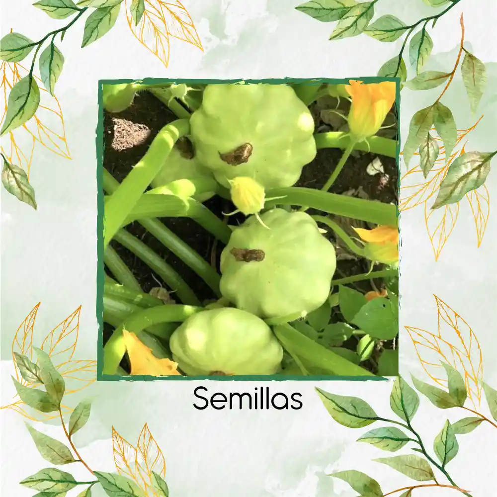 10 Semillas Orgánicas De Auyama Scallopini Blanca