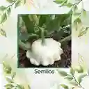 10 Semillas Orgánicas De Auyama Scallopini Blanca