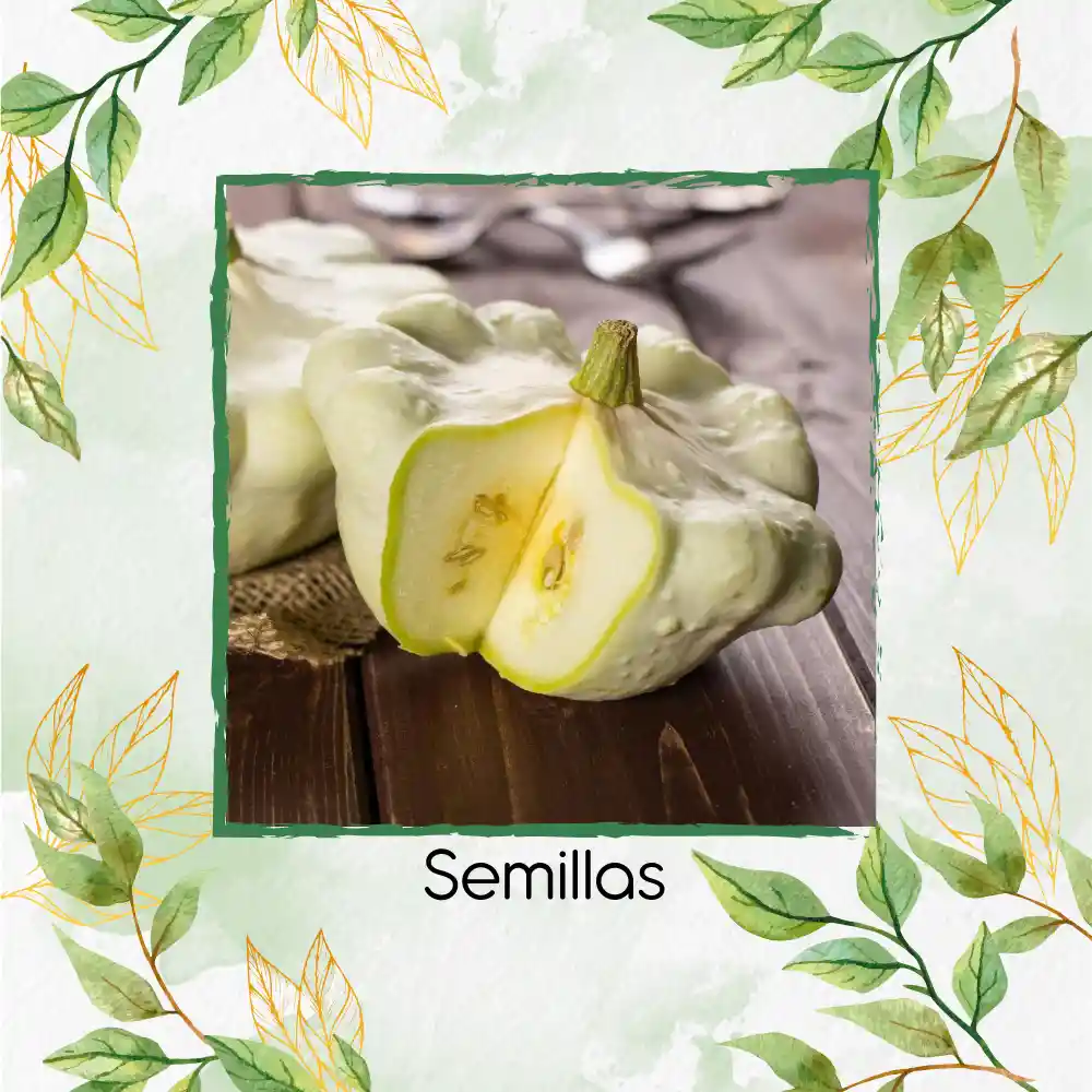 40 Semillas Orgánicas De Auyama Scallopini Blanca