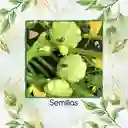 200 Semillas Orgánicas De Auyama Scallopini Blanca