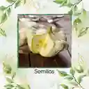 200 Semillas Orgánicas De Auyama Scallopini Blanca