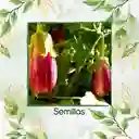 320 Semillas Orgánicas De Berenjena Pandora Rosa