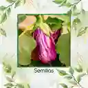 1.600 Semillas Orgánicas De Berenjena Pandora Rosa