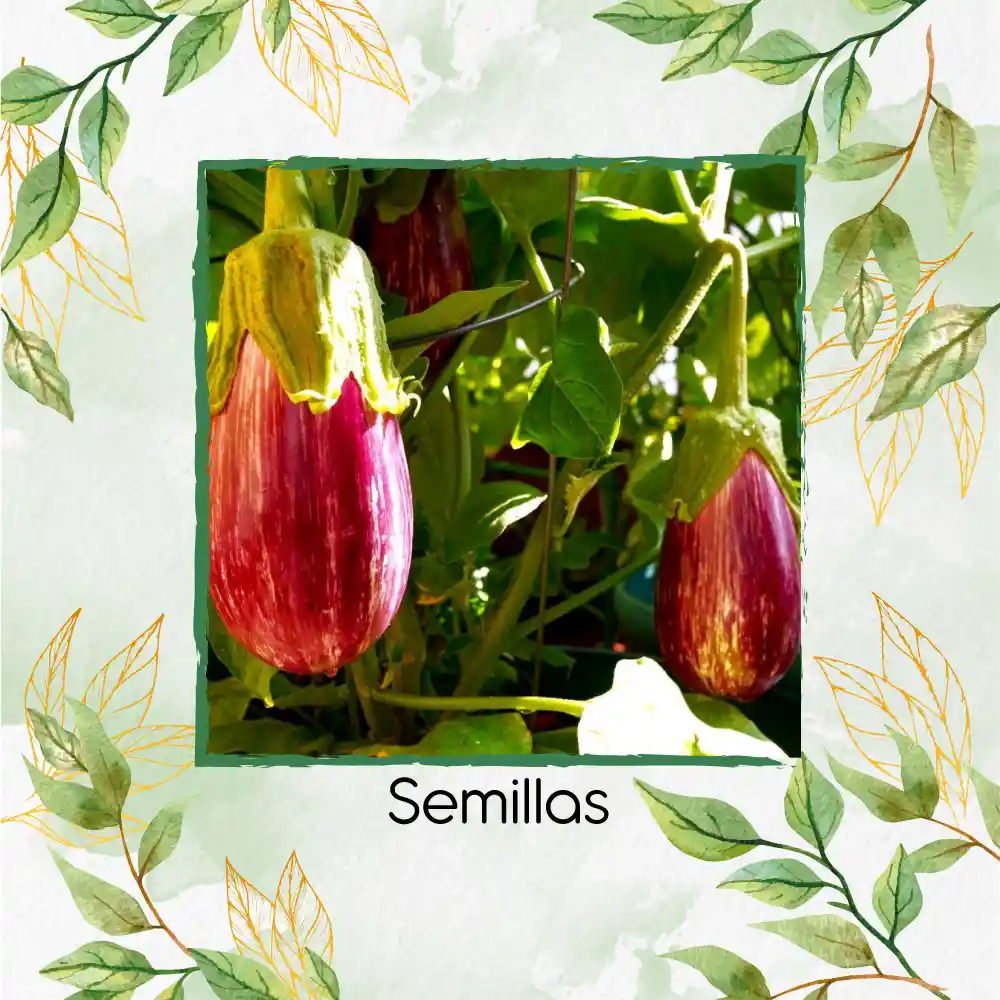 3.200 Semillas Orgánicas De Berenjena Pandora Rosa