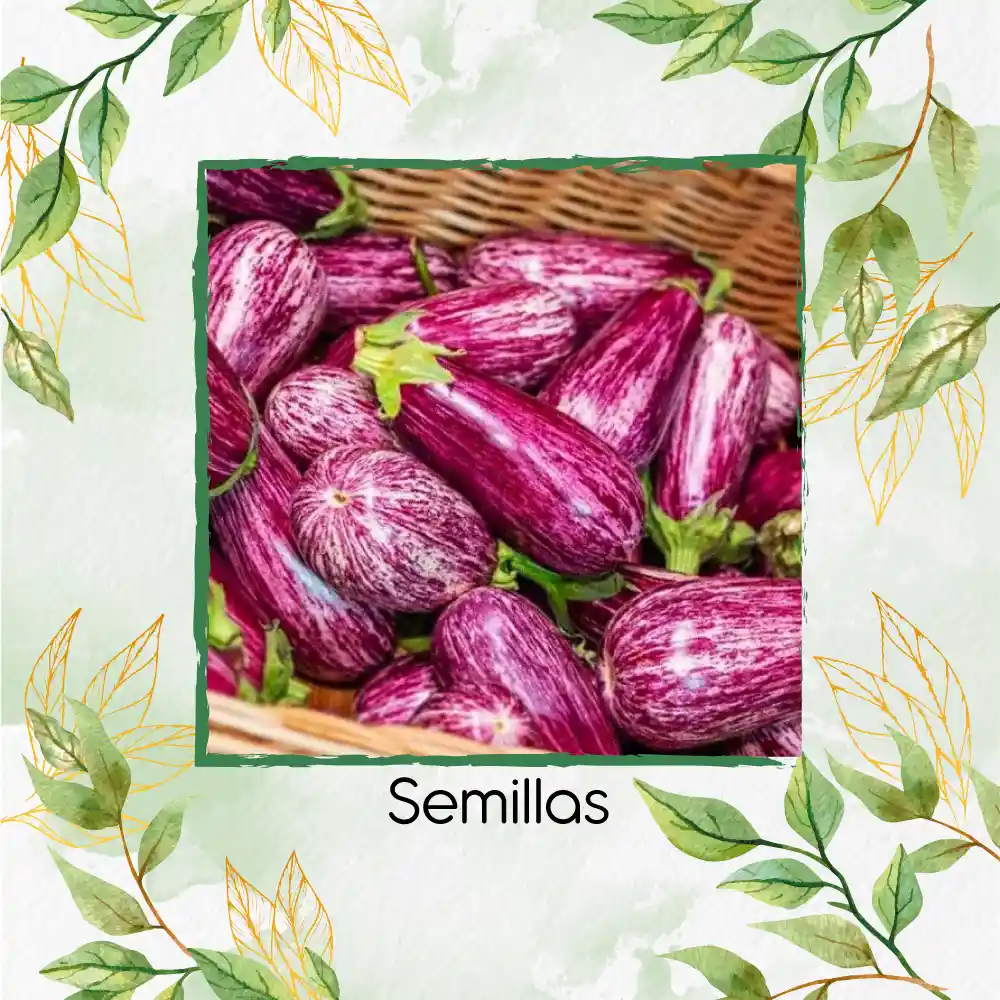 3.200 Semillas Orgánicas De Berenjena Pandora Rosa