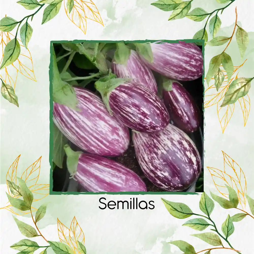 3.200 Semillas Orgánicas De Berenjena Pandora Rosa