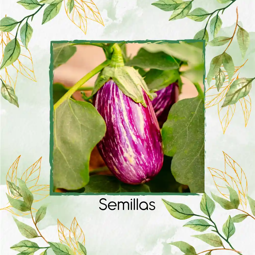 3.200 Semillas Orgánicas De Berenjena Pandora Rosa