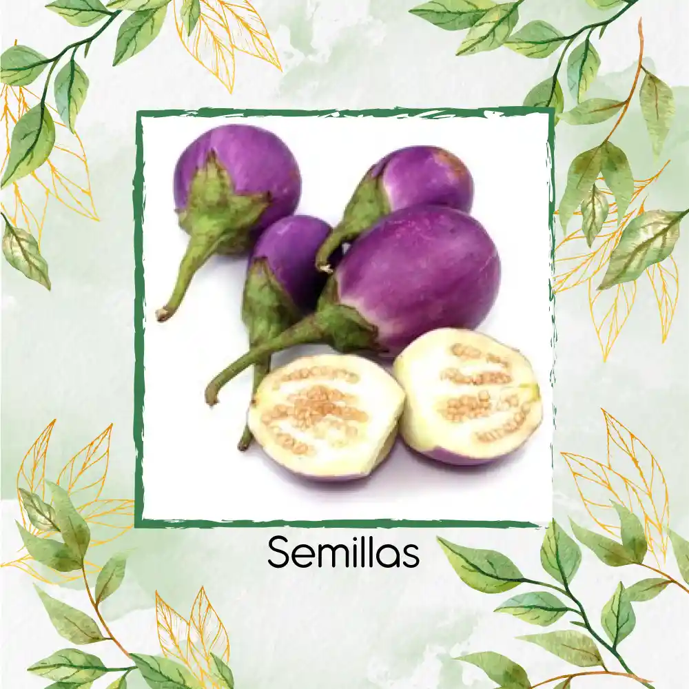 90 Semillas Orgánicas De Berenjena Redonda Lila