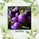 90 Semillas Orgánicas De Berenjena Redonda Lila