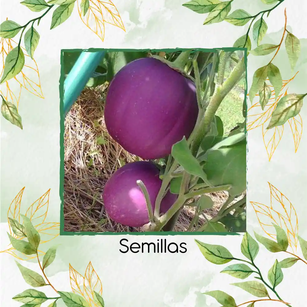45 Semillas Orgánicas De Berenjena Redonda Lila