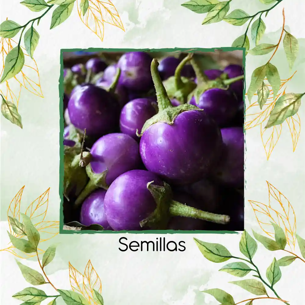 900 Semillas Orgánicas De Berenjena Redonda Lila