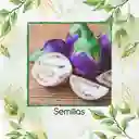 900 Semillas Orgánicas De Berenjena Redonda Lila