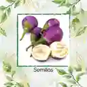 900 Semillas Orgánicas De Berenjena Redonda Lila