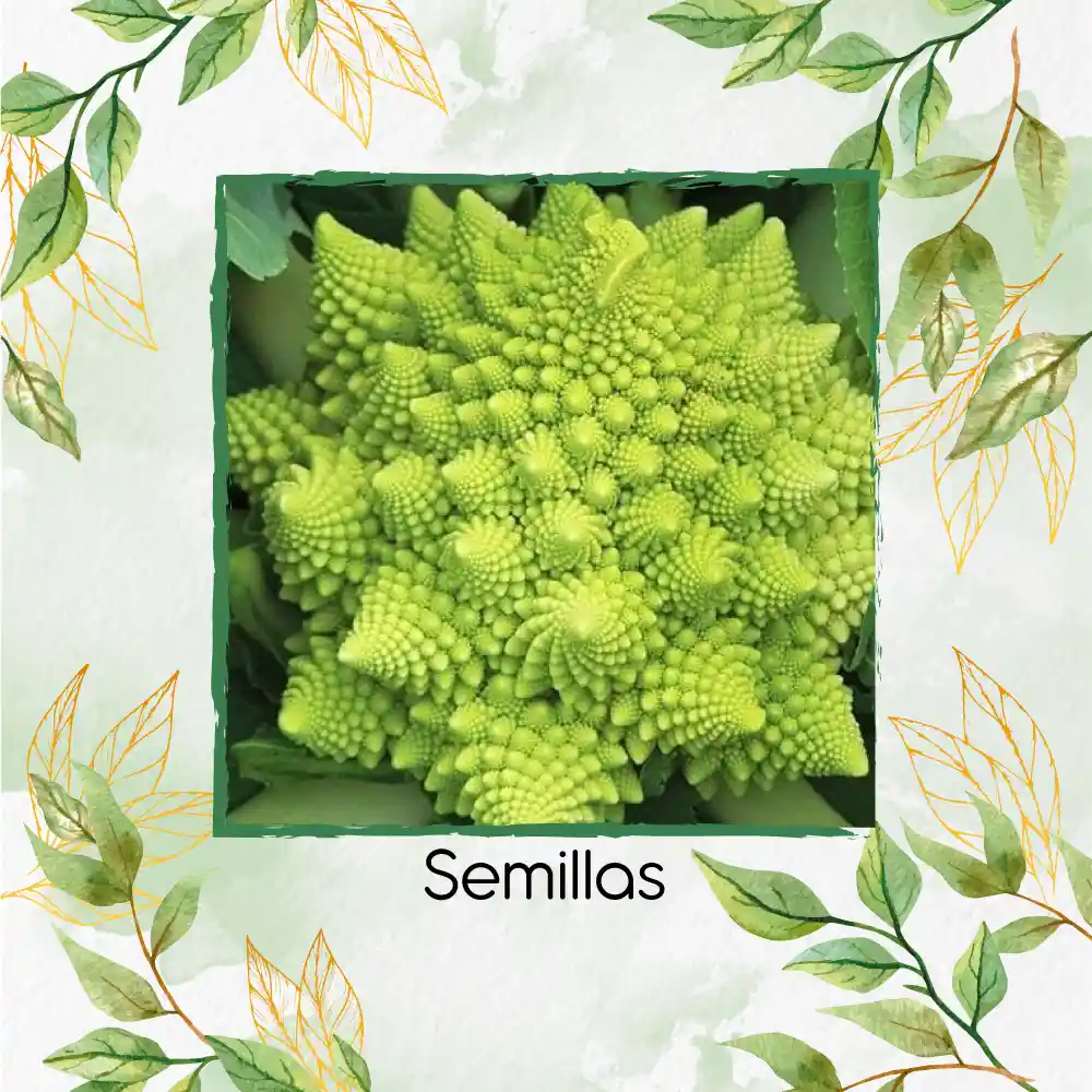 50 Semillas Orgánicas De Brócoli Romanesco