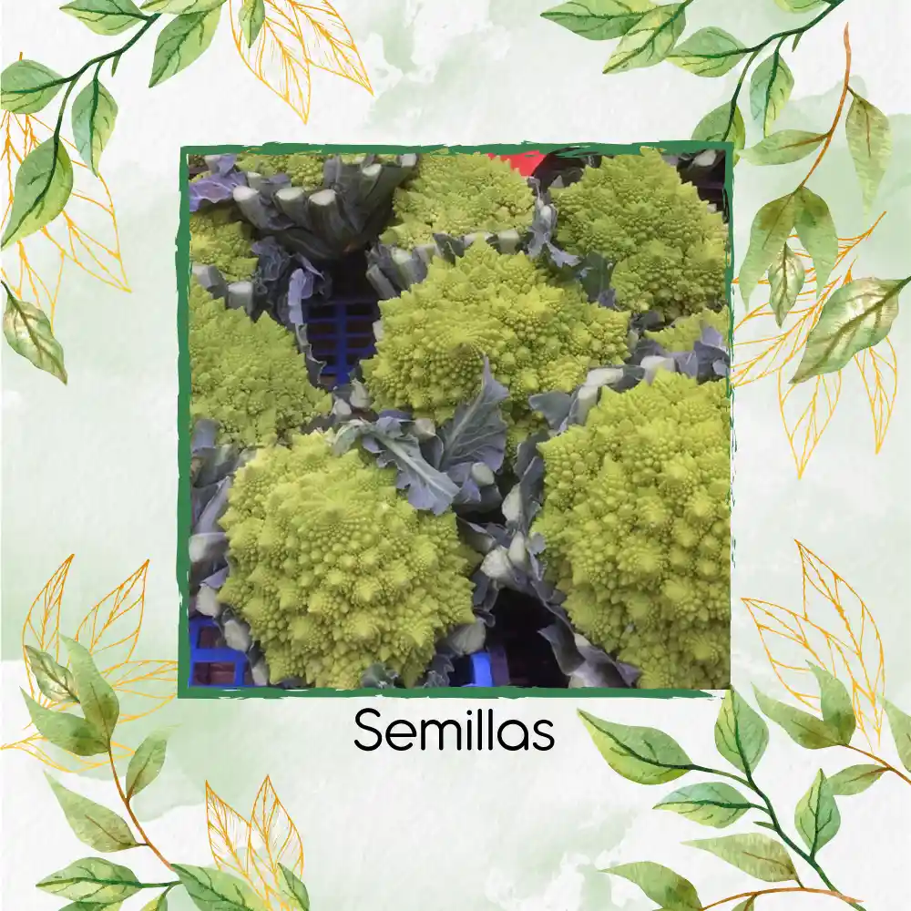 400 Semillas Orgánicas De Brócoli Romanesco