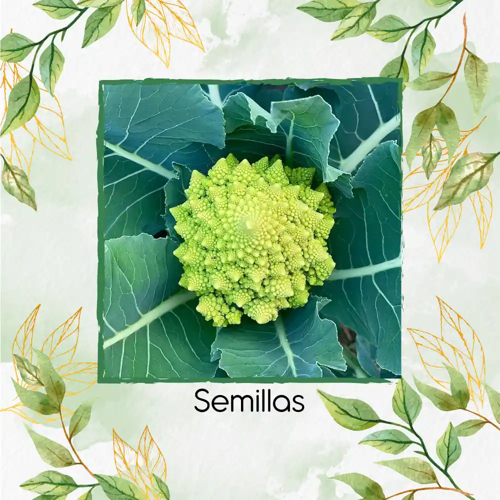 400 Semillas Orgánicas De Brócoli Romanesco
