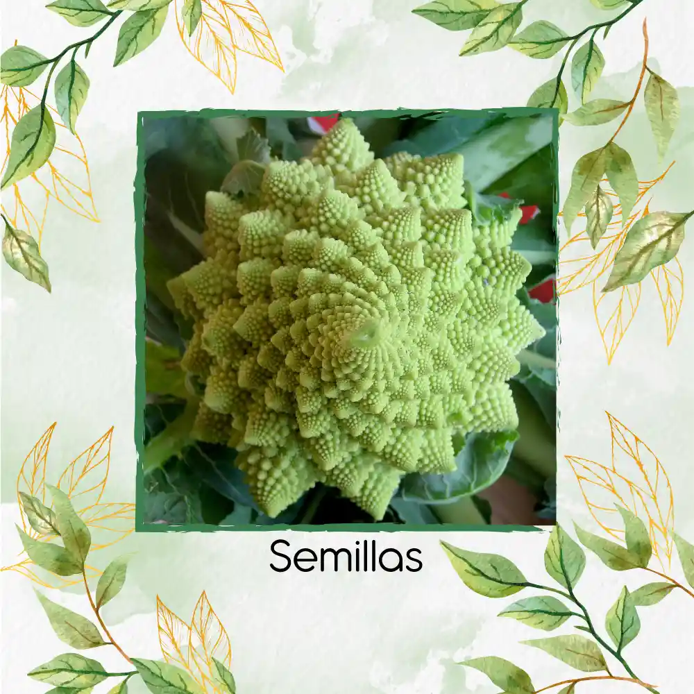 1.000 Semillas Orgánicas De Brócoli Romanesco