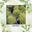 1.000 Semillas Orgánicas De Brócoli Romanesco