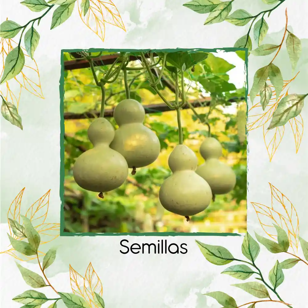 100 Semillas Orgánicas De Calabaza Botella