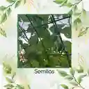 100 Semillas Orgánicas De Calabaza Botella