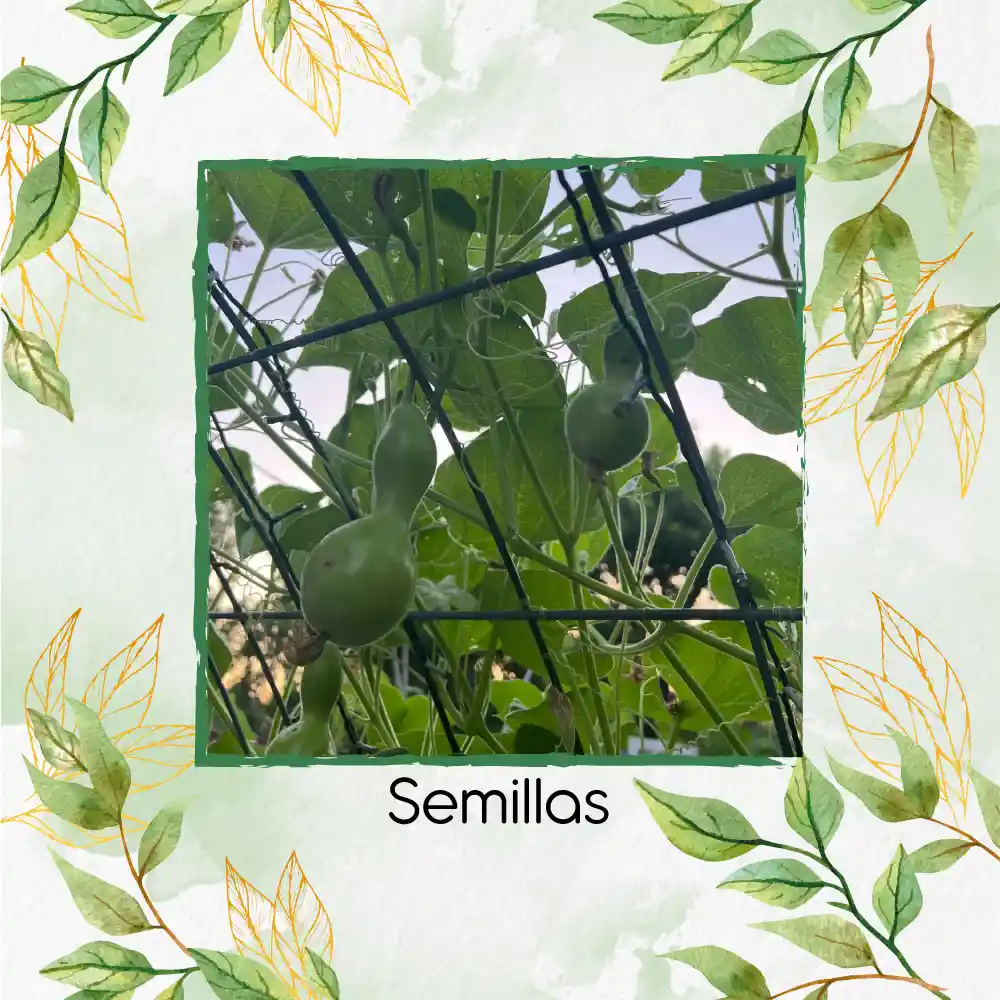 100 Semillas Orgánicas De Calabaza Botella