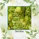 100 Semillas Orgánicas De Calabaza Botella