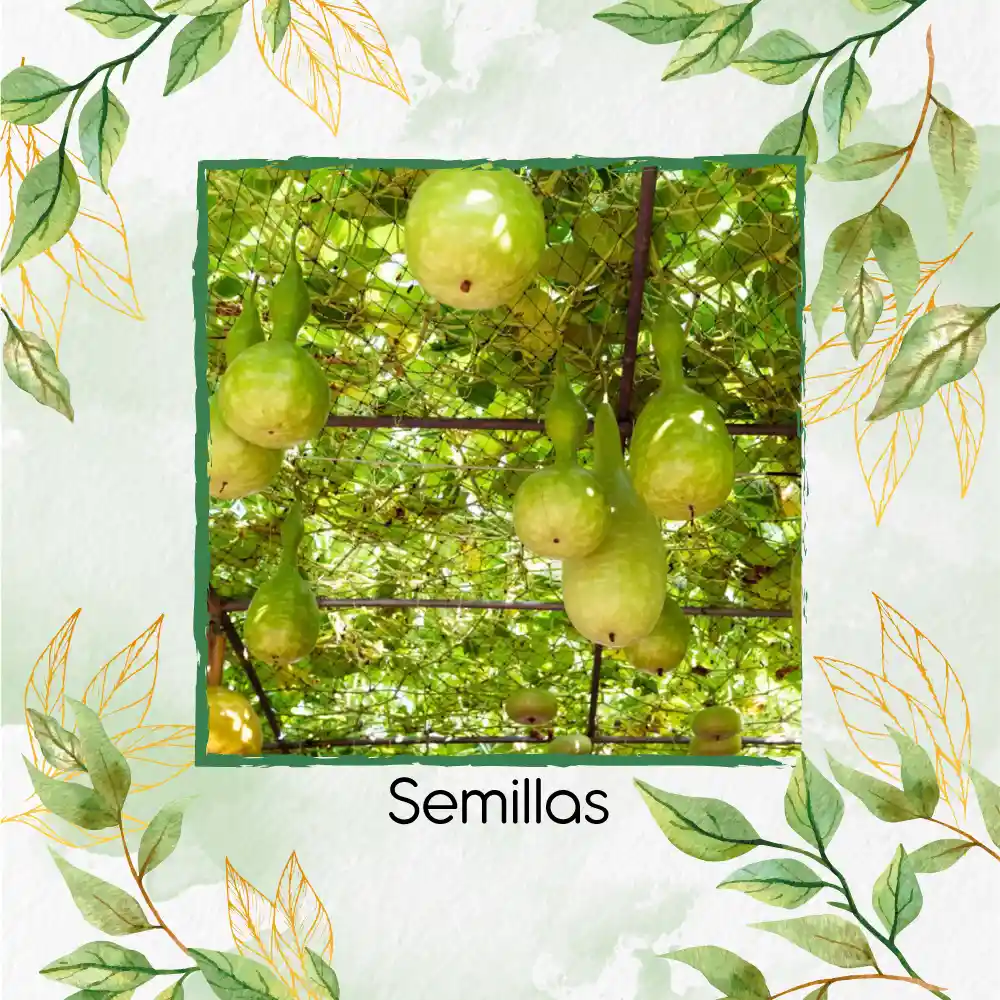 100 Semillas Orgánicas De Calabaza Botella