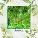 100 Semillas Orgánicas De Calabaza Botella