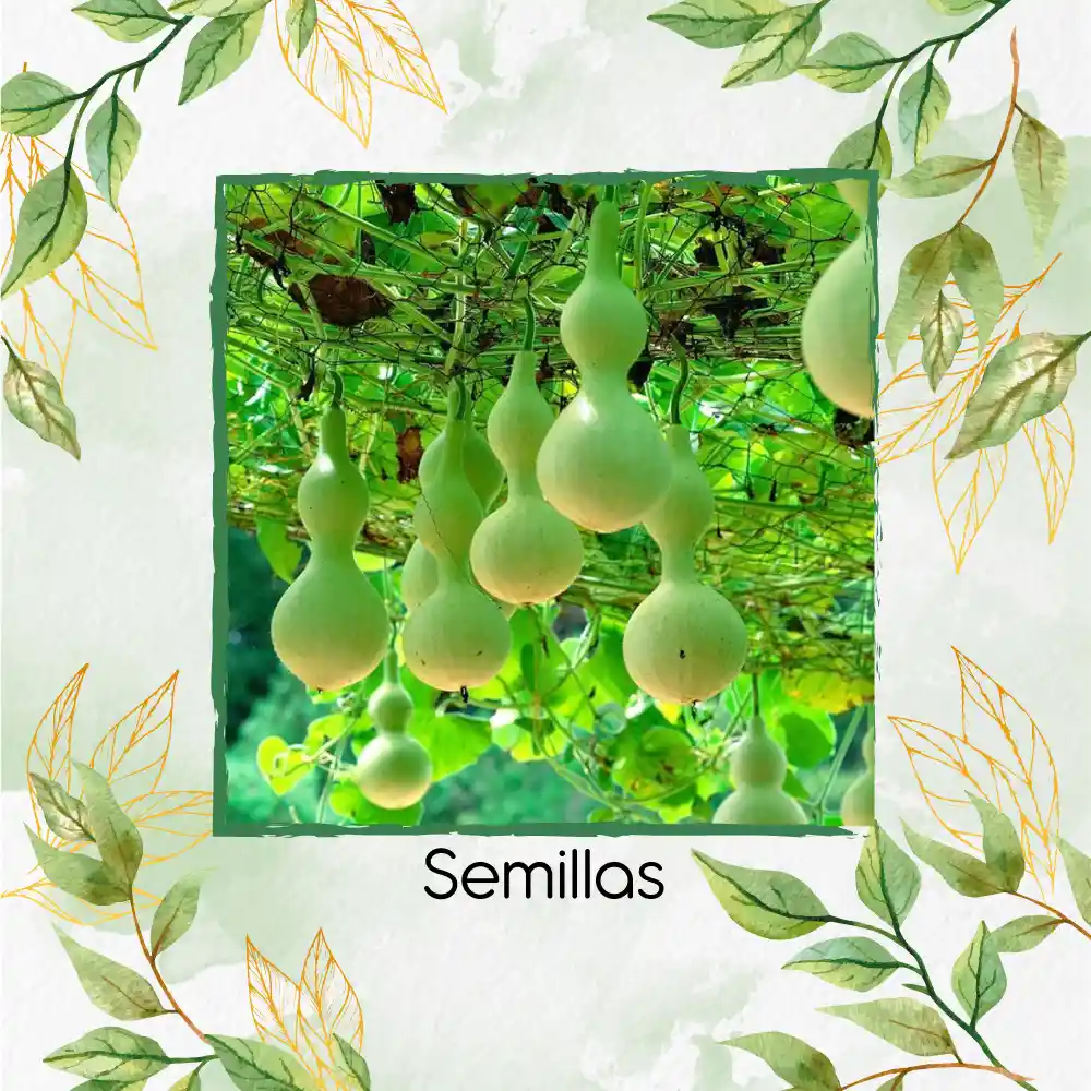 100 Semillas Orgánicas De Calabaza Botella