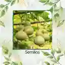 200 Semillas Orgánicas De Calabaza Botella