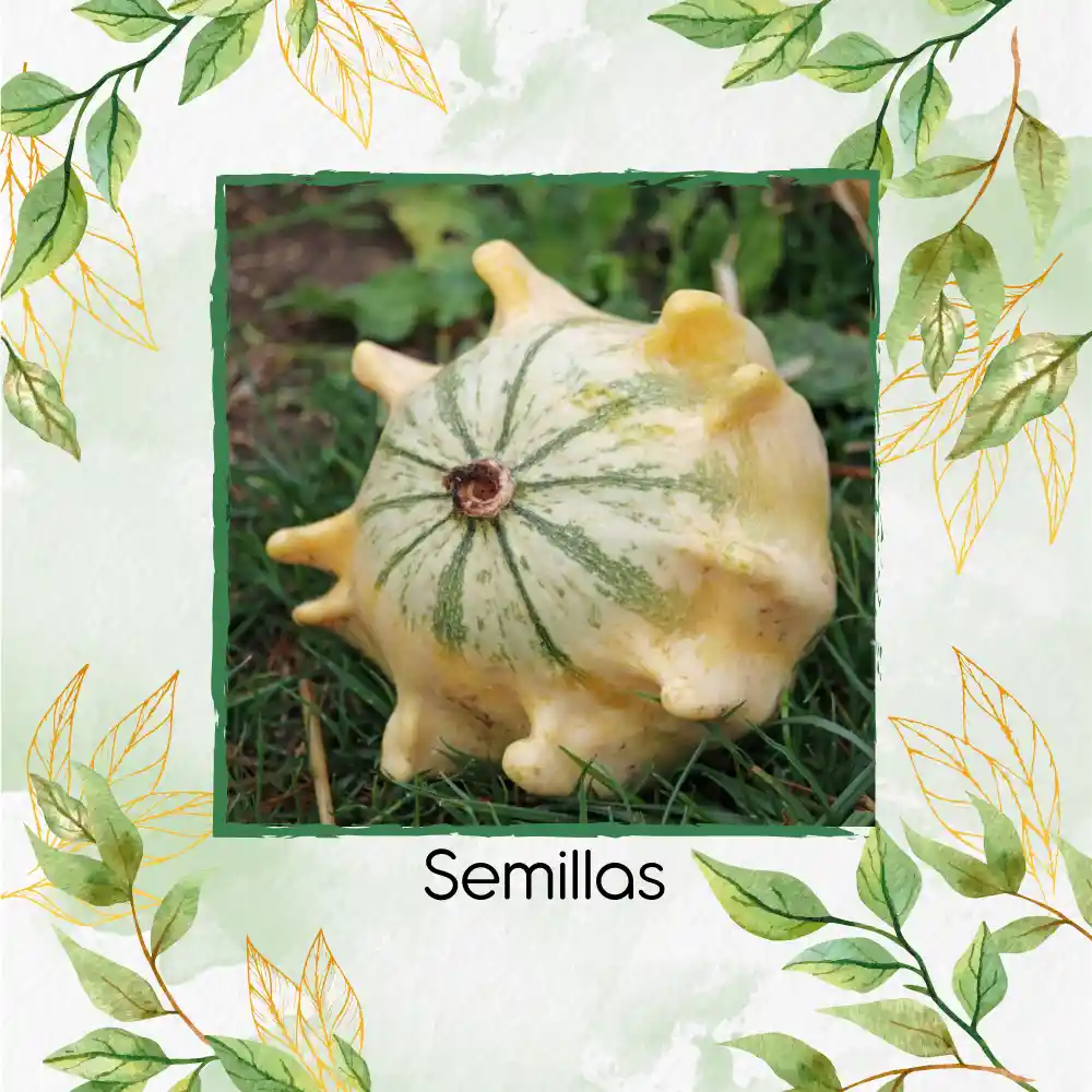10 Semillas Orgánicas De Calabaza Corona De Espinas