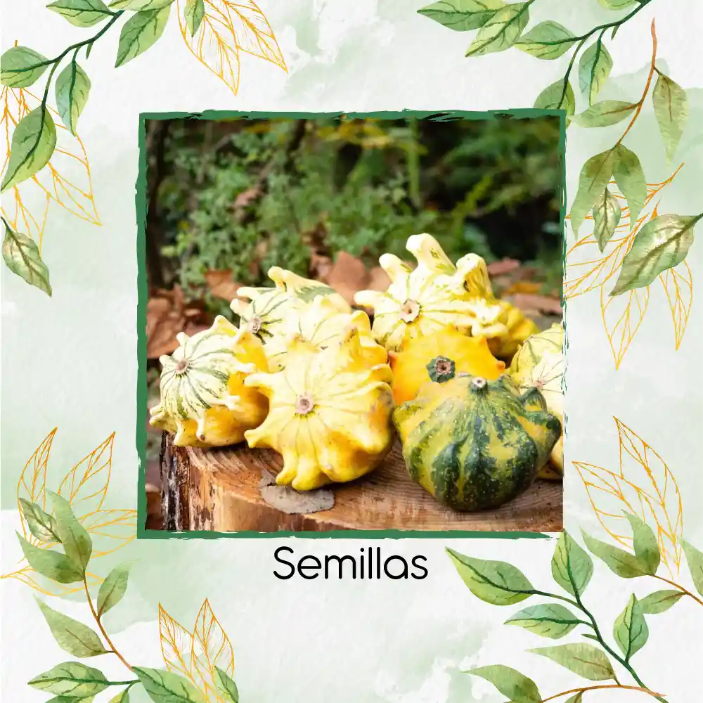 5 Semillas Orgánicas De Calabaza Corona De Espinas