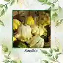 5 Semillas Orgánicas De Calabaza Corona De Espinas