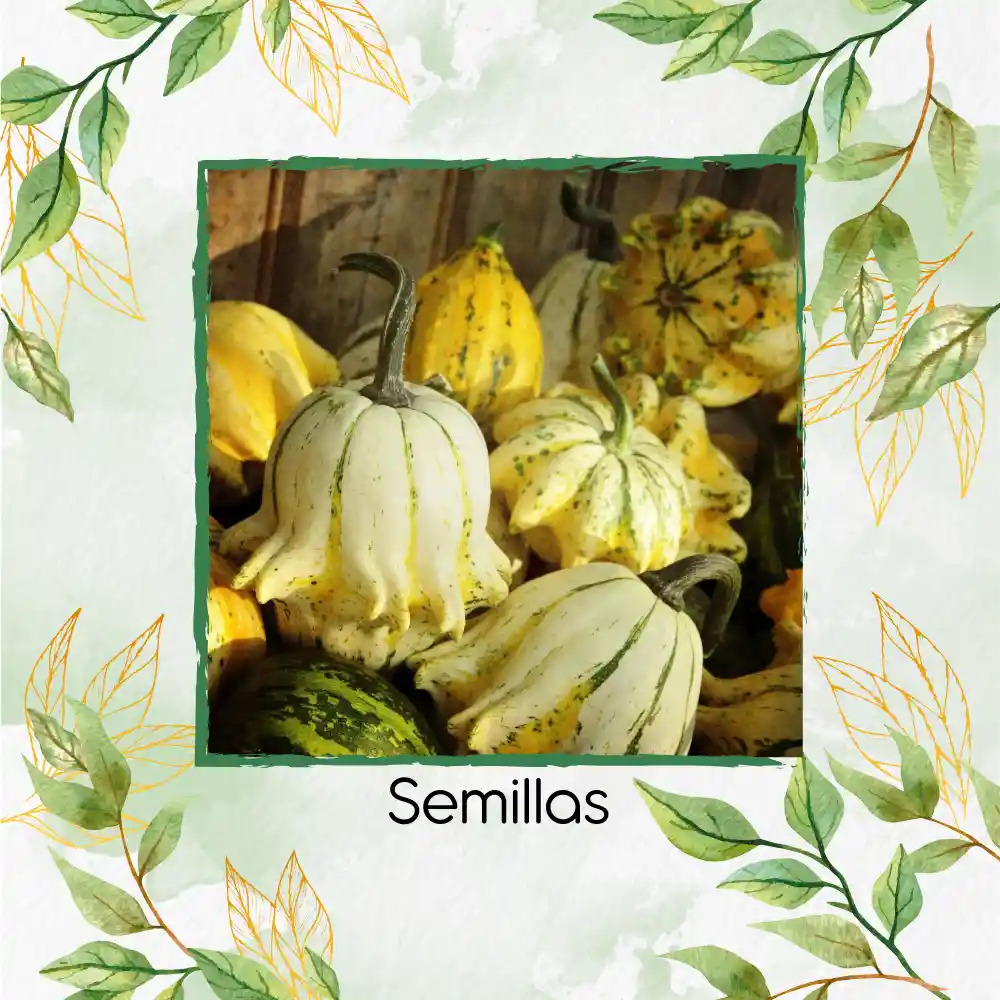 5 Semillas Orgánicas De Calabaza Corona De Espinas