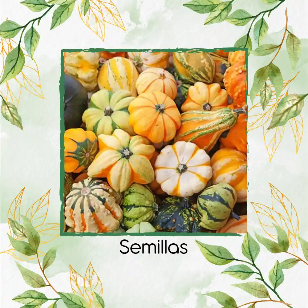 400 Semillas Orgánicas De Calabaza Corona De Espinas