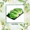 25 Semillas Orgánicas De Cogollo Europeo