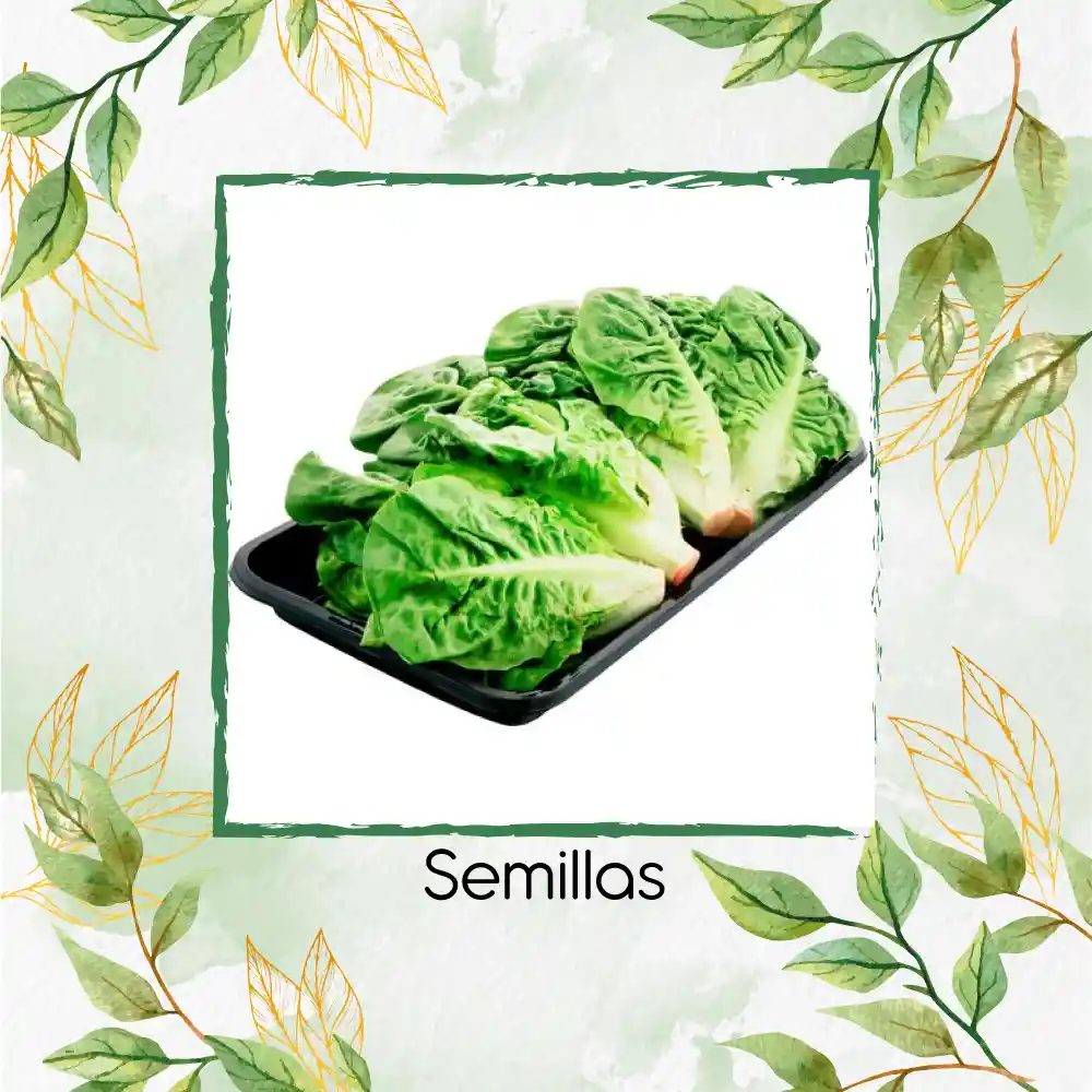 25 Semillas Orgánicas De Cogollo Europeo