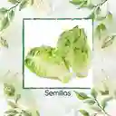 25 Semillas Orgánicas De Cogollo Europeo